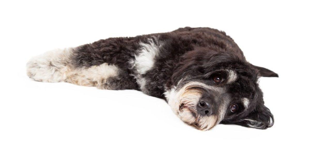 img perros-epilepsia-todo--1200x550-cc